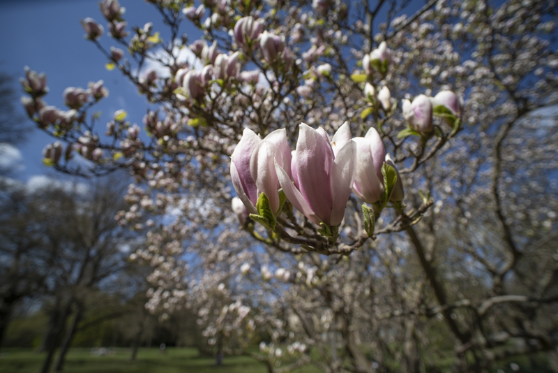 Magnolia