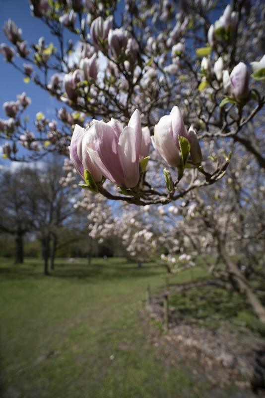 Magnolia