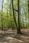 Hjärnarps prästaskog