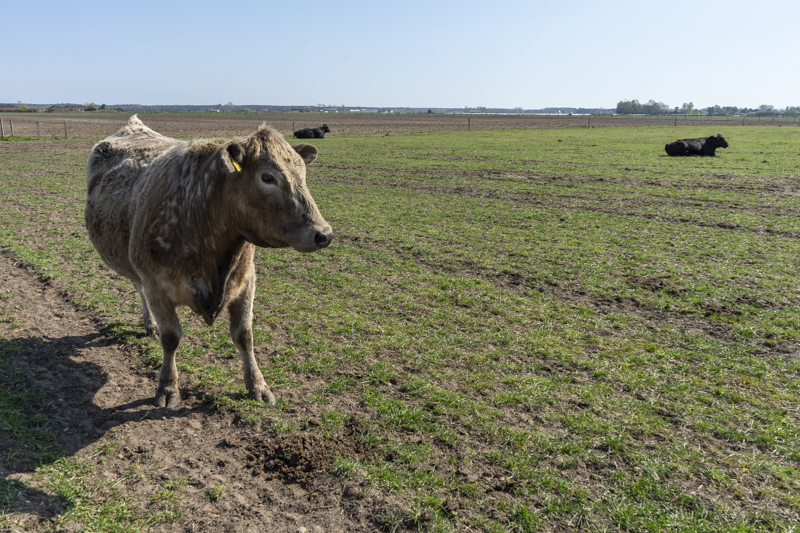 Södra Ripa Sandar