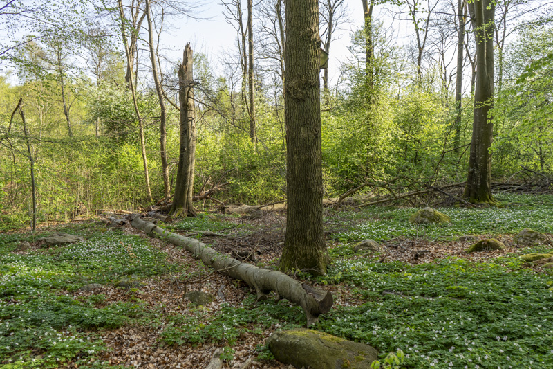 Björka skog