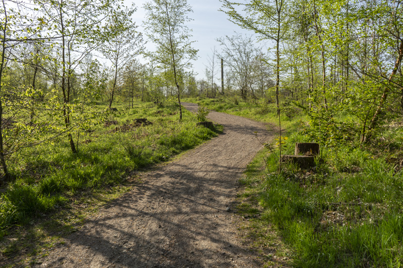 Björka skog