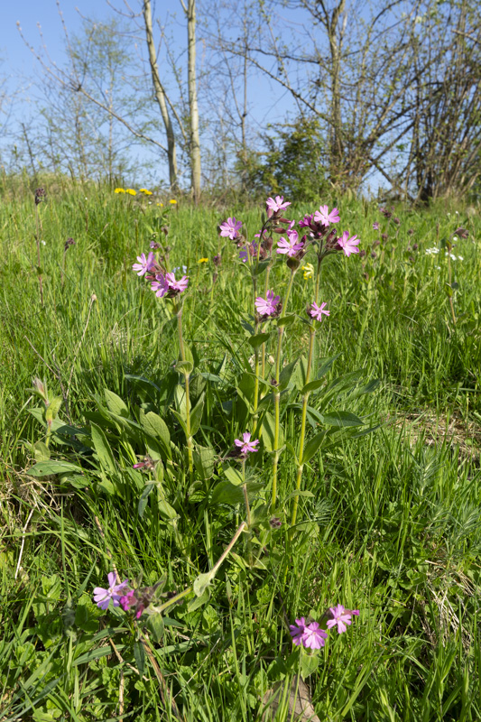 Björka skog