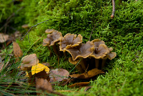 Trattkantareller