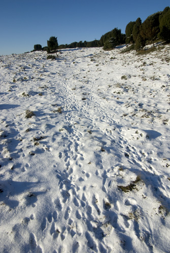 Högabjär