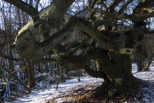 Trollskogen