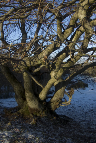 Måryd