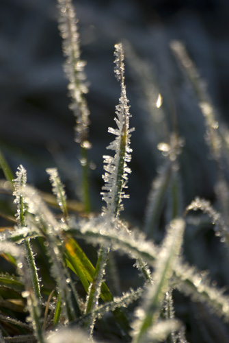 Nattfrost