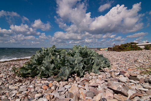 Strandkål