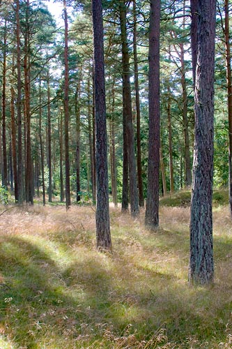 Tallskog i Yngsjö