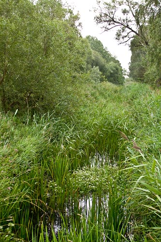 Tolebäcken - Egeside