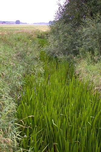 Tolebäcken - Egeside