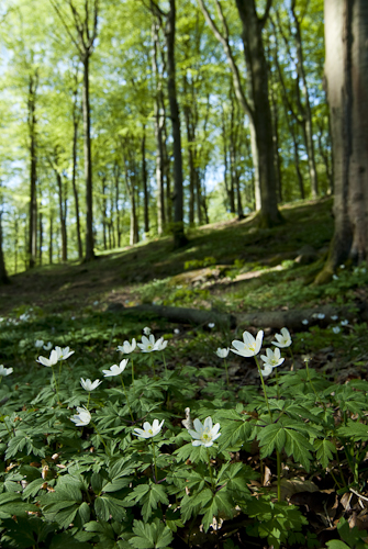 Kullaberg