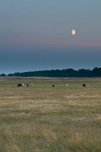 Måne över Haväng