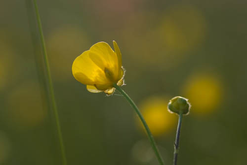 Smörblommor