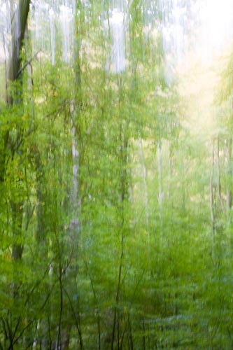 I skogen