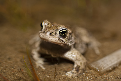 Stinkpadda
