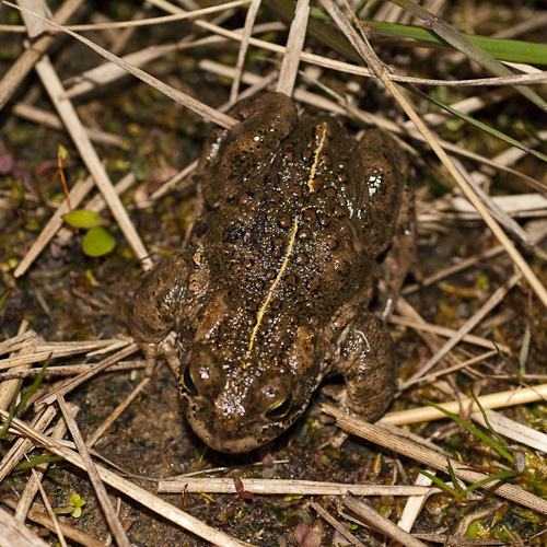 Stinkpadda