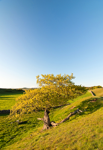 Grevie åsar