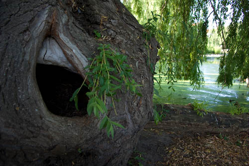 Pildammsparken