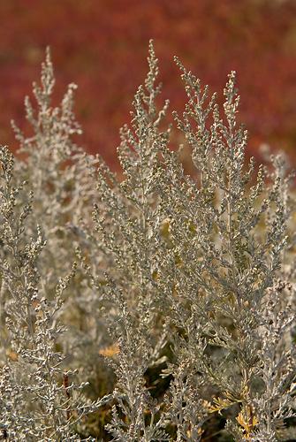 Strandmalört