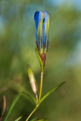 Klockgentiana