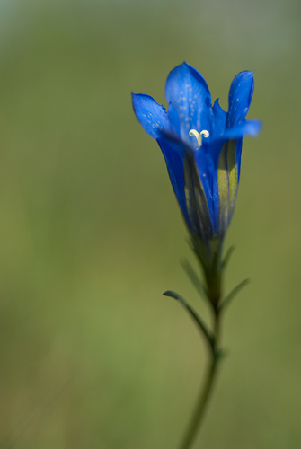 Klockgentiana
