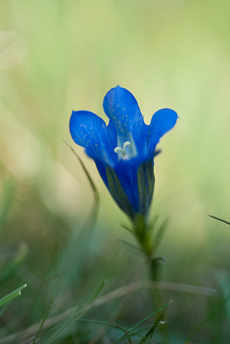 Klockgentiana
