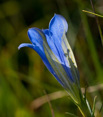 Klockgentiana
