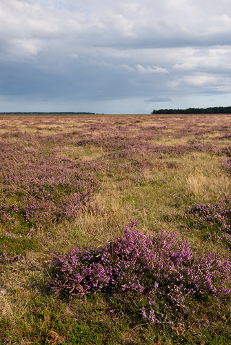 Skanörs ljung