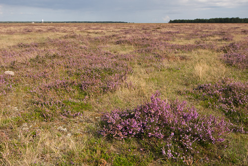 Ljungen, Falsterbo