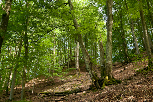 Söderåsens nationalpark