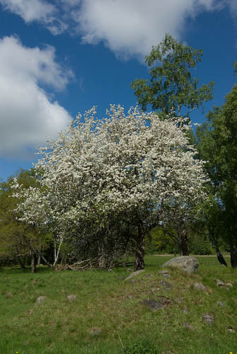 Herrevadskloster