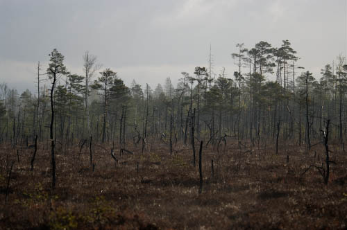 Vakö myr