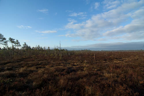 Vakö myr