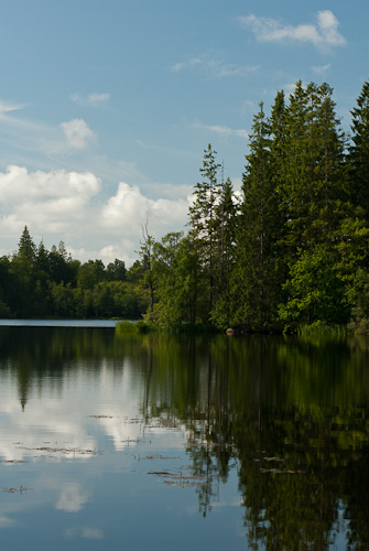 Skogsdamm