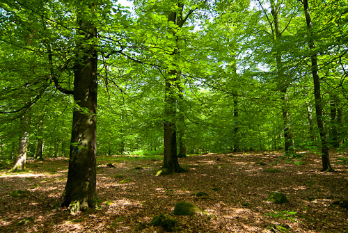 Uggleskogen