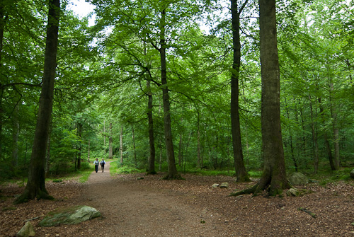 Uggleskogen