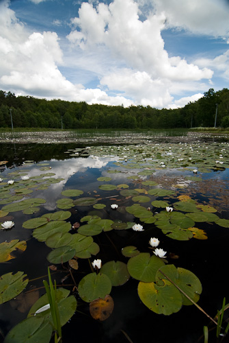 Damm vid Uggleskogen