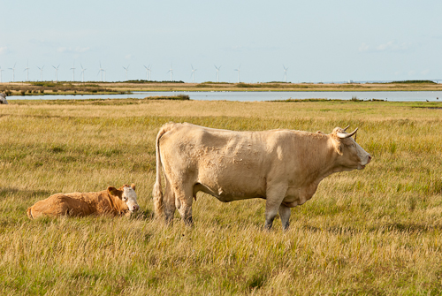 Flommen, Skanör