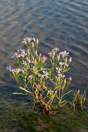 Strandaster