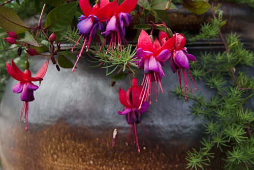 Fuchsia, Sofiero