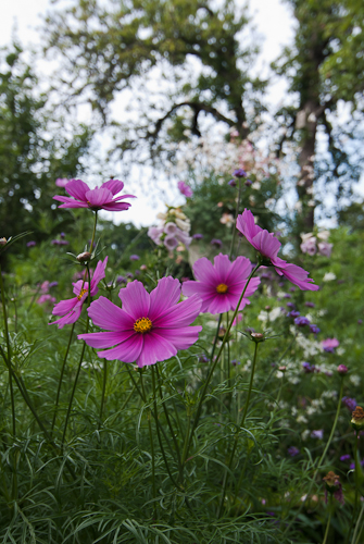 Rosenskära
