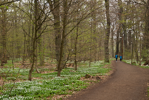 Pålsjö skog
