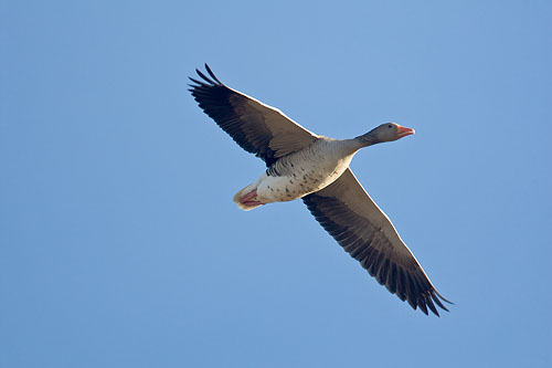 Grågås