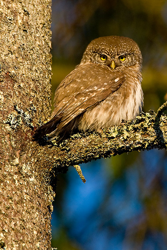 Sparvuggla