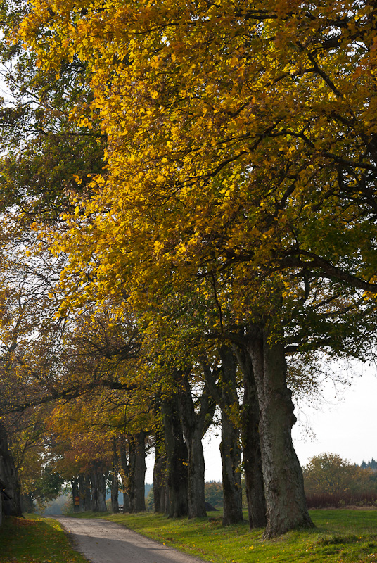 Allé vid Maltesholm