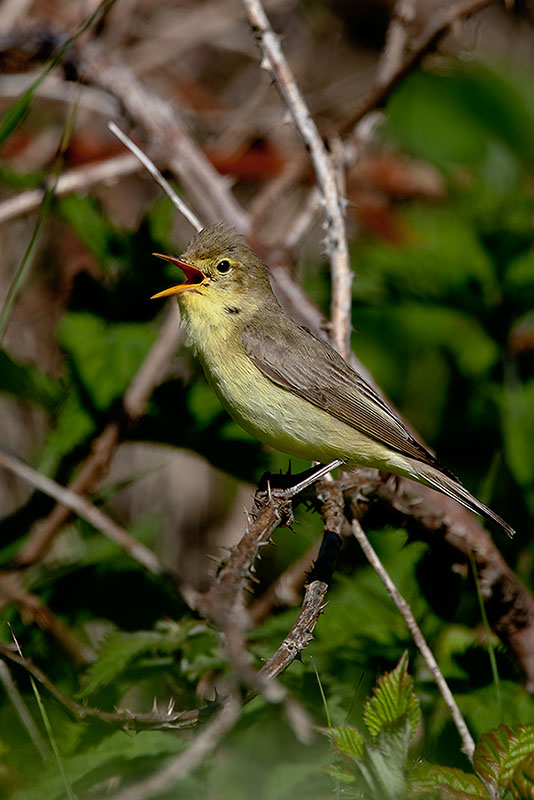 Härmsångare