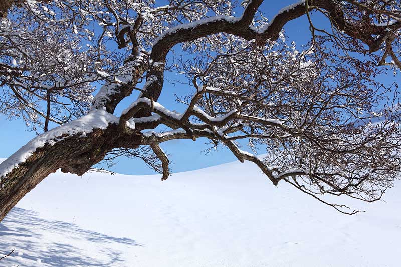 Vinter