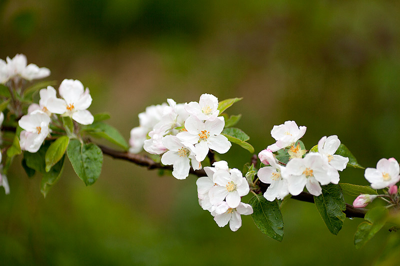 Äppelblomning